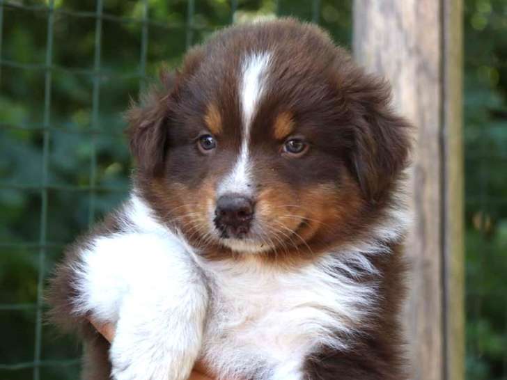 Chiots Bergers Australiens à réserver