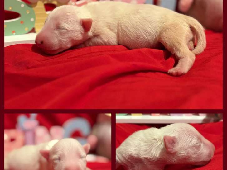 3 Chiots Femelles Bull Terrier LOF Réservation