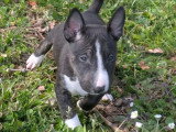 1 Chiot Mâle Bull Terrier Miniature LOF Réservation