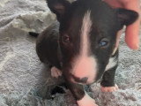 1 Chiot Mâle Bull Terrier Miniature LOF Réservation