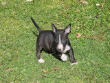1 Chiot Mâle Bull Terrier Miniature LOF Réservation