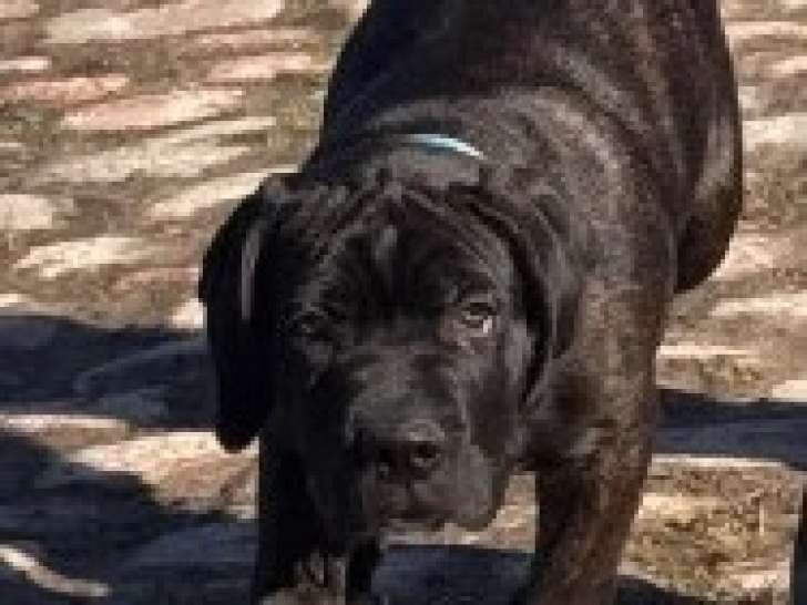 1 Femelle & 1 Mâle Cane Corso 3 Mois LOF Disponibles