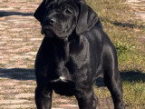 1 Femelle & 1 Mâle Cane Corso 3 Mois LOF Disponibles