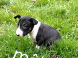 2 Chiots Mâles Bull Terrier Miniature LOF Disponible