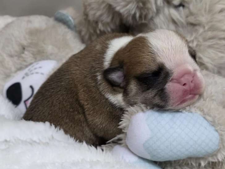 7 Chiots Bulldog Anglais LOF Réservation