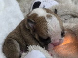 7 Chiots Bulldog Anglais LOF Réservation