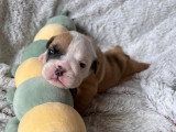 3 Chiots Bulldog Anglais LOF Réservation