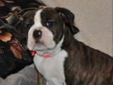 2 Femelles Bulldog Continental Abbie & Ariette 6 Mois LOF Disponibles