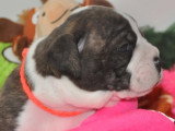 2 Femelles Bulldog Continental Abbie & Ariette 6 Mois LOF Disponibles