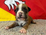 3 Chiots Bulldog Continental 3 Mois LOF Disponibles