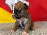 3 Chiots Bulldog Continental 3 Mois LOF Disponibles