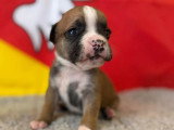 3 Chiots Bulldog Continental 3 Mois LOF Disponibles
