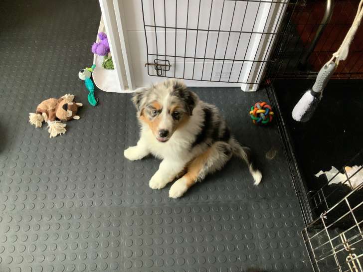 3 chiots Berger Australien de 9 semaines à vendre