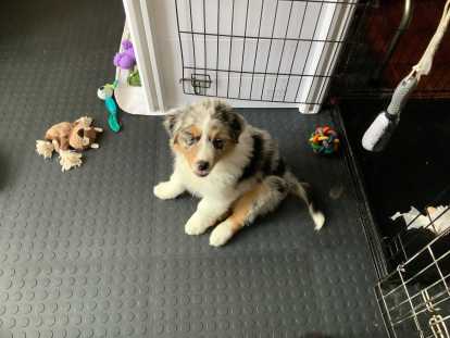 3 chiots Berger Australien de 9 semaines à vendre