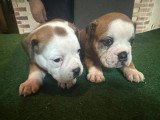 3 Chiots Bulldog Continental LOF Réservation