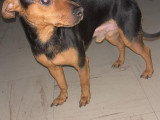 Chien adulte de type Pinscher Allemand Mâle à donner