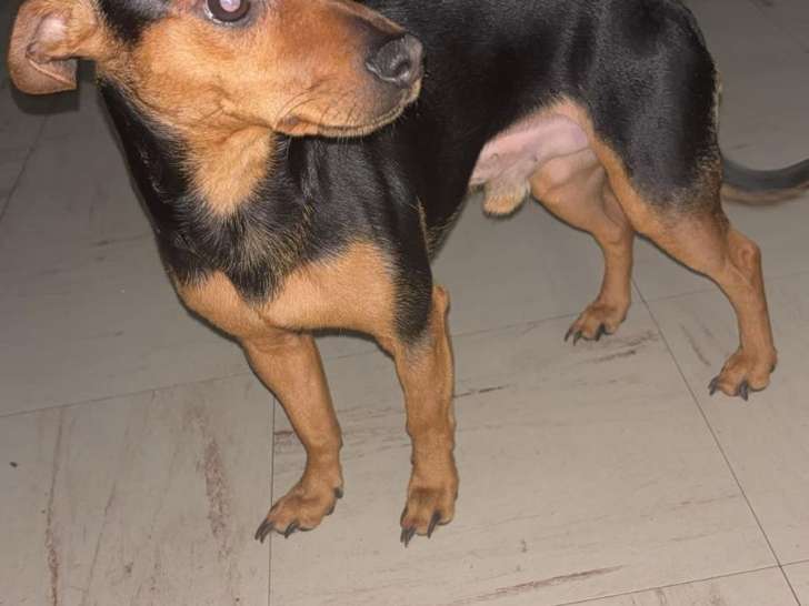 Chien adulte de type Pinscher Allemand Mâle à donner