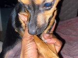 Chien adulte de type Pinscher Allemand Mâle à donner