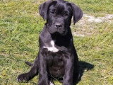 5 Chiots Cane Corso 3 Mois LOF Disponibles