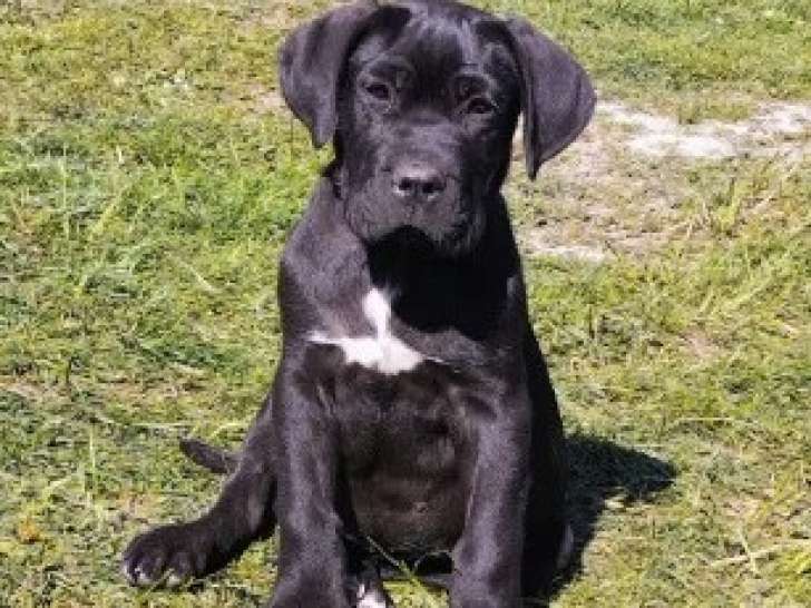 5 Chiots Cane Corso 3 Mois LOF Disponibles