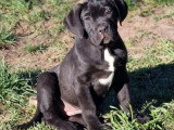5 Chiots Cane Corso 3 Mois LOF Disponibles