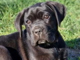 5 Chiots Cane Corso 3 Mois LOF Disponibles