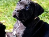 5 Chiots Cane Corso 3 Mois LOF Disponibles