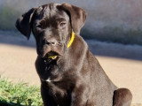 5 Chiots Cane Corso 3 Mois LOF Disponibles