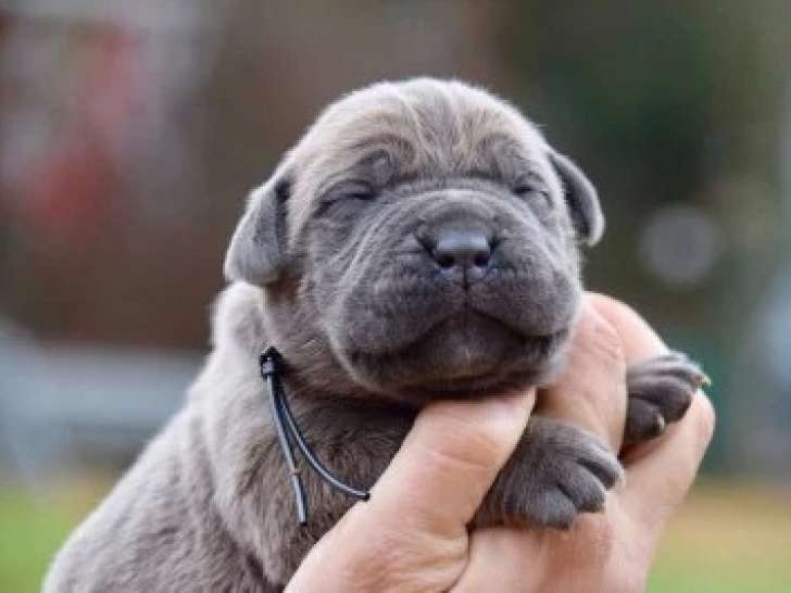 2 Chiots Cane Corso Du Règne De Malaudrea 2 Mois LOF Disponibles
