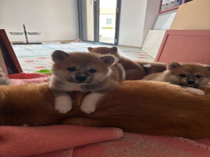 Magniques chiots Akita Inu majestueux à réserver