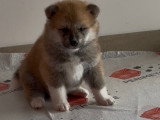 Magniques chiots Akita Inu majestueux à réserver