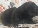 3 Femelles Cane Corso 1 Mois LOF Réservation