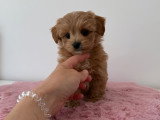 Chiots Maltipoo toy à vendre