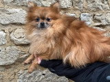 Spitz mâle non LOF à vendre, adulte né en octobre 2023, fauve aux yeux vairons