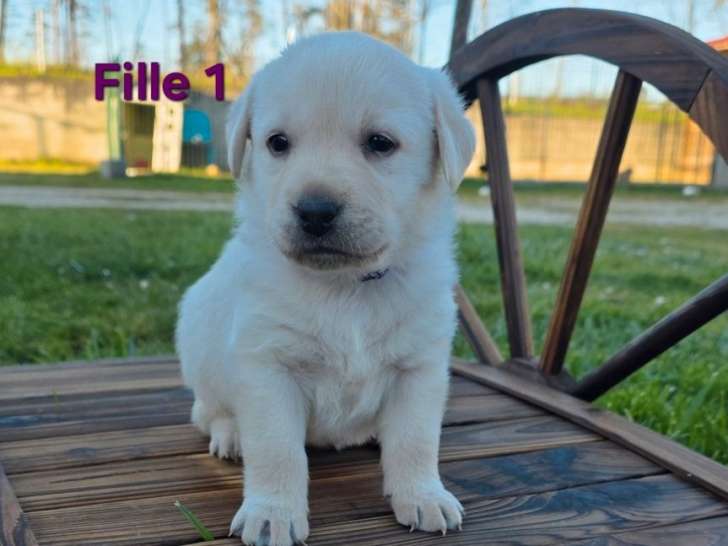 5 chiots Labrador non LOF à réserver, 1 mâle et 4 femelles sable, nés en février 2026