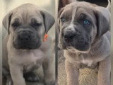 Réservation ouverte pour 11 chiots Cane Corso LOF mâles et femelles fauve et froment, nés le 23 février 2026
