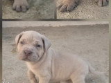 Réservation ouverte pour 11 chiots Cane Corso LOF mâles et femelles fauve et froment, nés le 23 février 2026