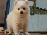6 chiots Spitz Japonais LOF mâles et femelles à vendre, nés le 15 janvier 2026, sevrés