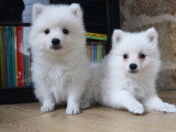 6 chiots Spitz Japonais LOF mâles et femelles à vendre, nés le 15 janvier 2026, sevrés