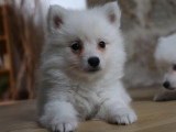 6 chiots Spitz Japonais LOF mâles et femelles à vendre, nés le 15 janvier 2026, sevrés