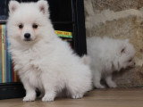 6 chiots Spitz Japonais LOF mâles et femelles à vendre, nés le 15 janvier 2026, sevrés