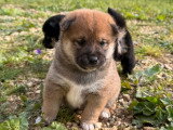 5 chiots Shiba LOF à réserver, 4 mâles et 1 femelle, nés le 26 février 2026