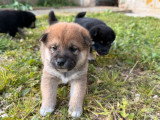 5 chiots Shiba LOF à réserver, 4 mâles et 1 femelle, nés le 26 février 2026