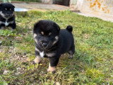 5 chiots Shiba LOF à réserver, 4 mâles et 1 femelle, nés le 26 février 2026
