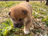 5 chiots Shiba LOF à réserver, 4 mâles et 1 femelle, nés le 26 février 2026