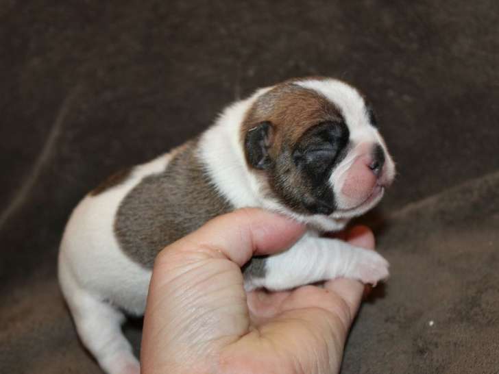 3 chiots Bouledogue Français non LOF à réserver, nés le 23 mars 2026