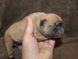 3 chiots Bouledogue Français non LOF à réserver, nés le 23 mars 2026