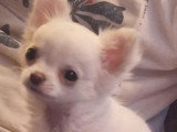 Femelle Chihuahua LOF poil long à vendre, née en avril 2025, blanche