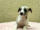 Bébés Whippet LOF à vendre : 1 mâle et plusieurs femelles nés en janvier 2026, sevrés