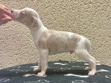 Bébés Whippet LOF à vendre : 1 mâle et plusieurs femelles nés en janvier 2026, sevrés